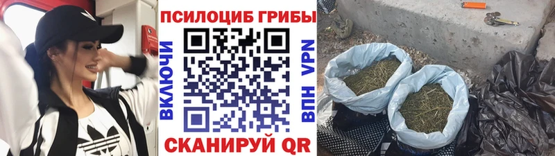 Галлюциногенные грибы Psilocybine cubensis  Томск 